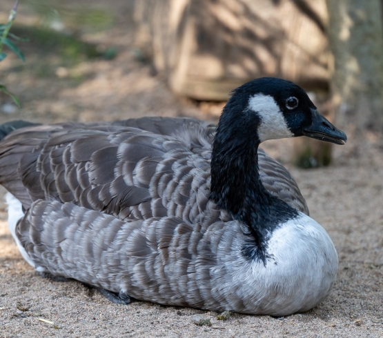 Canadian goose